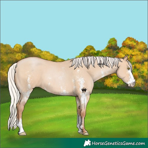 Horse Color:Silver Bay Pearl Dun Sabino 