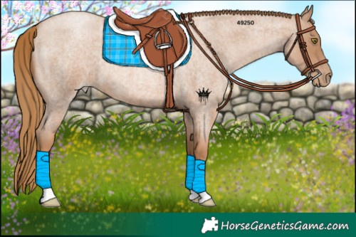 Horse Color:Red Roan Pearl 