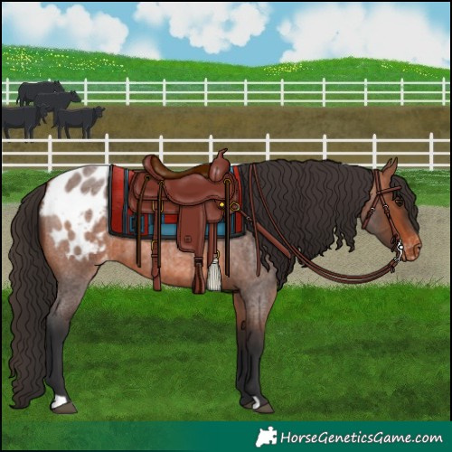 Horse Color:Bay Roan Appaloosa