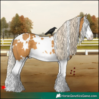 Horse Color:White Spotted Palomino Splash 
