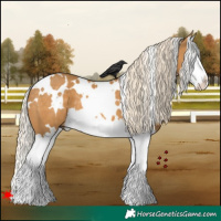 Horse Color:White Spotted Palomino Splash