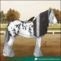 Horse Color:White Spotted Black Splash Appaloosa 
