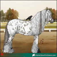 Horse Color:White Spotted Grullo Appaloosa 