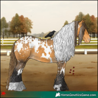 Horse Color:White Spotted Buckskin Varnish 