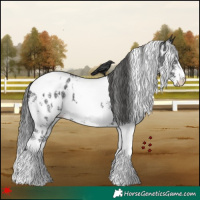 Horse Color:White Spotted Black Sabino Near Leopard 