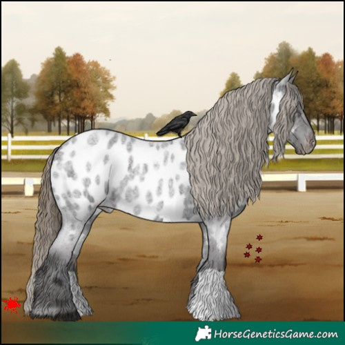 Horse Color:Smoky Blue Roan Appaloosa 