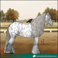 Horse Color:Smoky Blue Roan Near Leopard 
