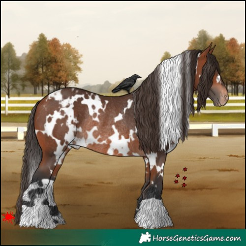 Horse Color:White Spotted Bay Appaloosa Rabicano 