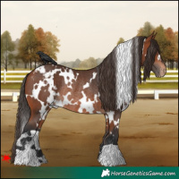 Horse Color:White Spotted Bay Blanket Rabicano 