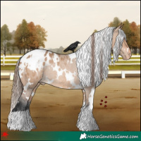 Horse Color:White Spotted Bay Dun Appaloosa Rabicano