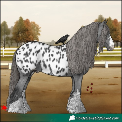 Horse Color:Black Appaloosa 