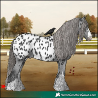 Horse Color:Black Appaloosa