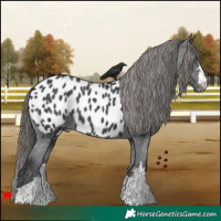 Horse Color:Black Appaloosa 