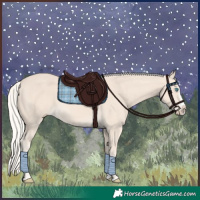 Horse Color:Cremello Splash 