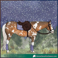 Horse Color:White Spotted Chocolate Palomino Splash