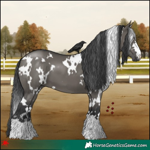 Horse Color:White Spotted Grullo