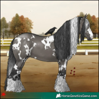 Horse Color:White Spotted Grullo 