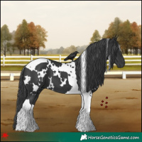 Horse Color:White Spotted Black Tobiano 