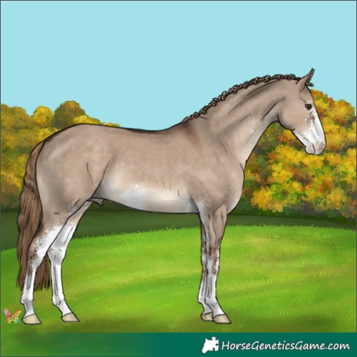 Horse Color:Liver Red Dun Sabino 
