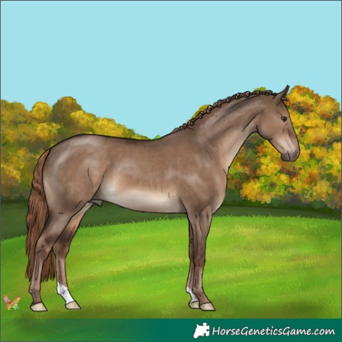 Horse Color:Liver Red Dun 