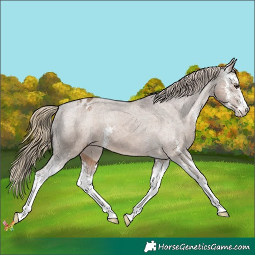 Horse Color:Liver Red Dun Sabino Appaloosa 