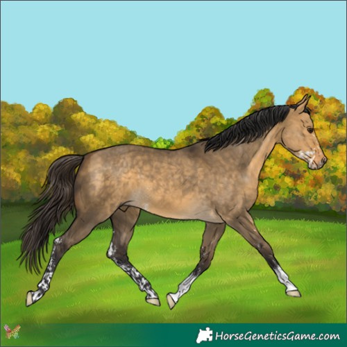 Horse Color:Buckskin Dun Sabino 