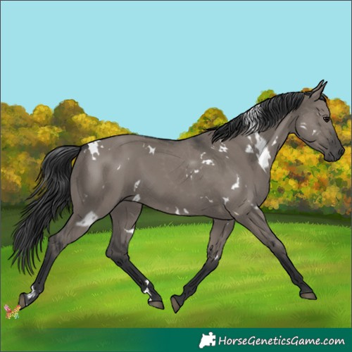 Horse Color:White Spotted Grullo 