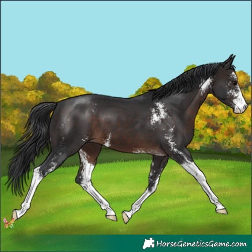 Horse Color:Brown Sabino 