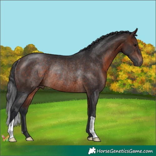 Horse Color:Brown Rabicano 