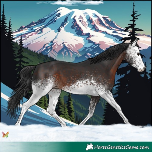 Horse Color:White Spotted Brown 