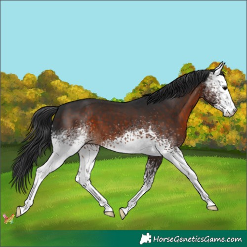 Horse Color:White Spotted Brown 