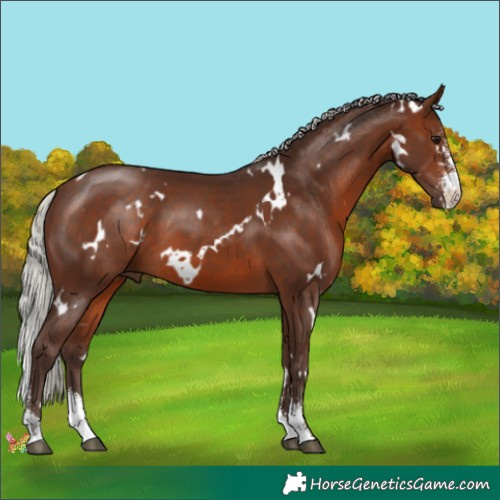 Horse Color:White Spotted Silver Brown Sabino 