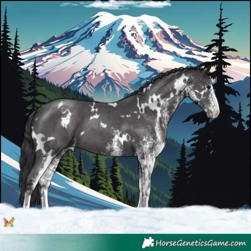 Horse Color:White Spotted Smoky Black 