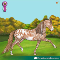 Horse Color:Chestnut Frame Appaloosa 