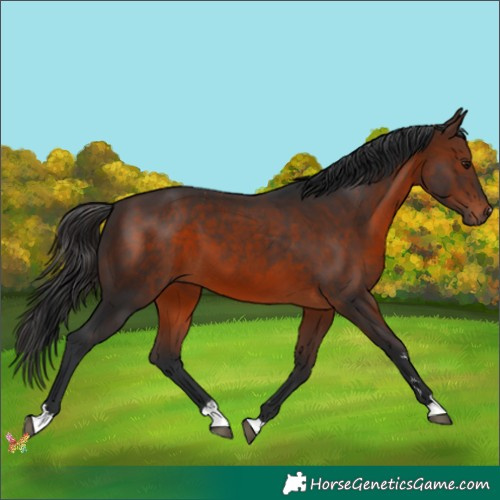 Horse Color:Brown 