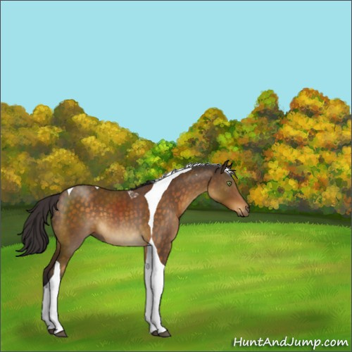 Horse Color:Buckskin Tobiano 
