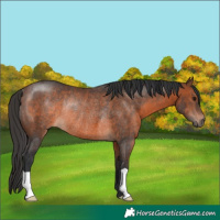 Horse Color:Brown Rabicano 