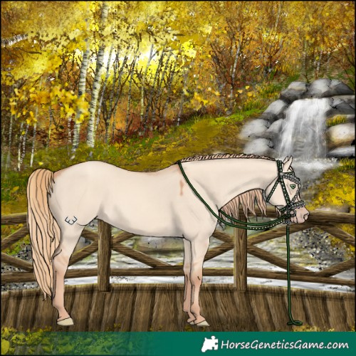 Horse Color:Gold Champagne Dun Rabicano