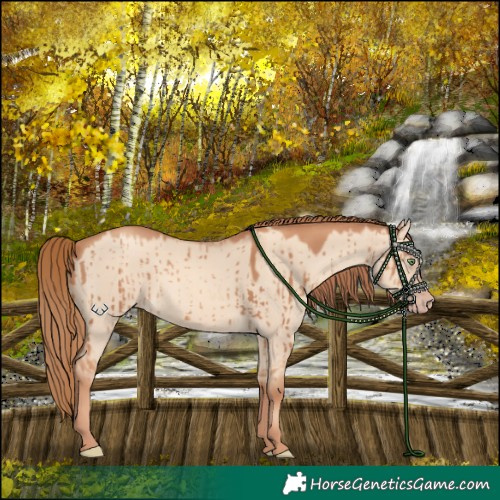 Horse Color:Gold Champagne Dun Rabicano Brindle