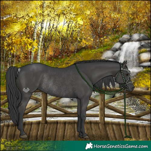 Horse Color:Grullo Rabicano 