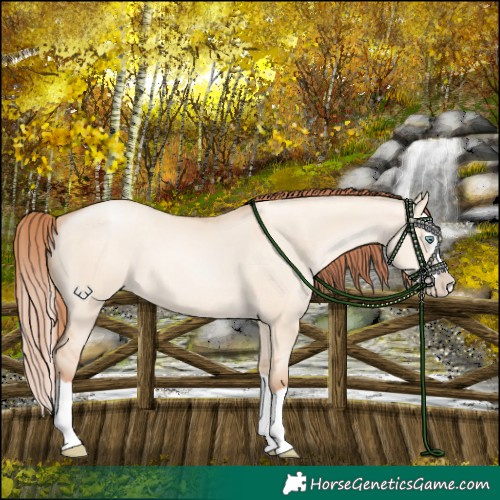 Horse Color:Sable Champagne Pearl Dun Splash Rabicano