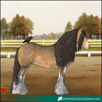 Horse Color:White Spotted Buckskin