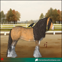 Horse Color:White Spotted Buckskin 
