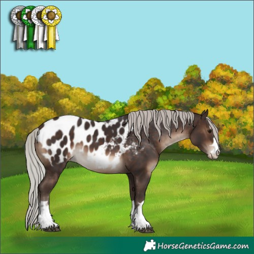 Horse Color:Silver Brown Blanket