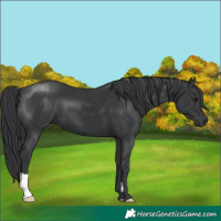 Horse Color:Black 