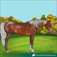 Horse Color:Silver Brown