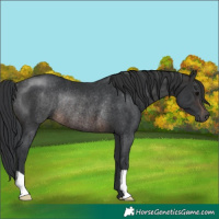 Horse Color:Brown Rabicano 