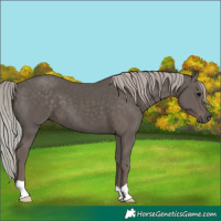 Horse Color:Silver Black 