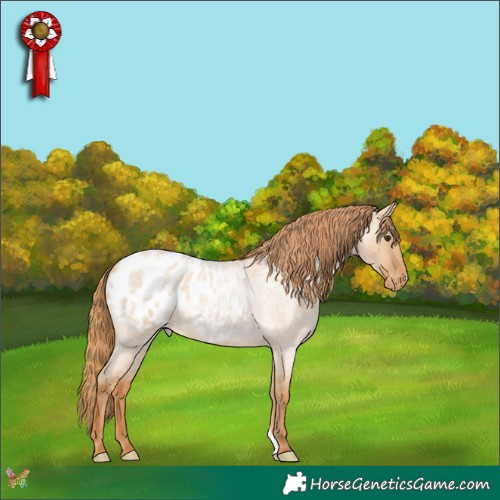 Horse Color:Red Dun Roan Appaloosa 