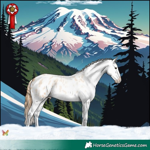 Horse Color:Red Dun Roan Appaloosa 